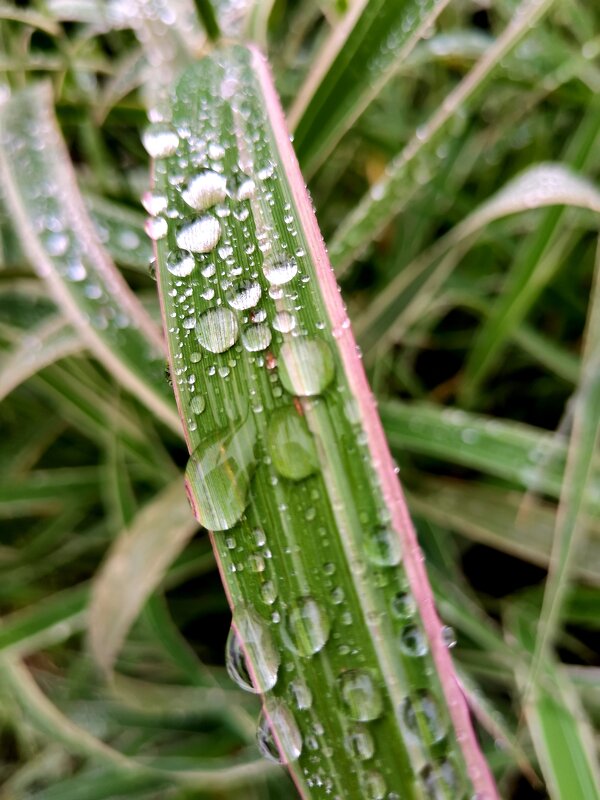 Капли осеннего дождя - Любимова Ольга 