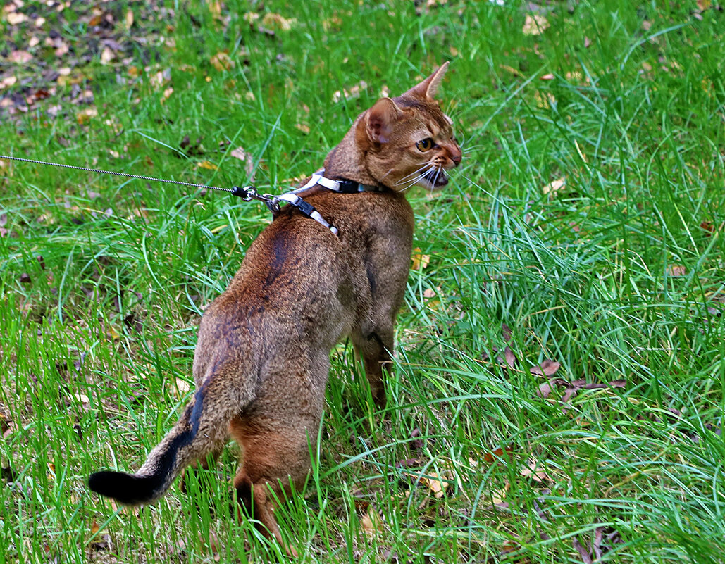 Киса на поводке - Светлана 