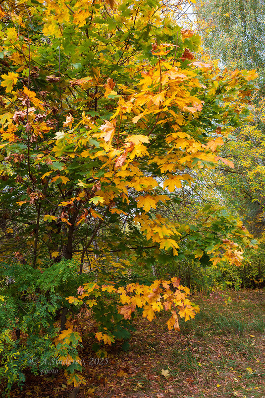 Осенняя листва - Александр Синдерёв