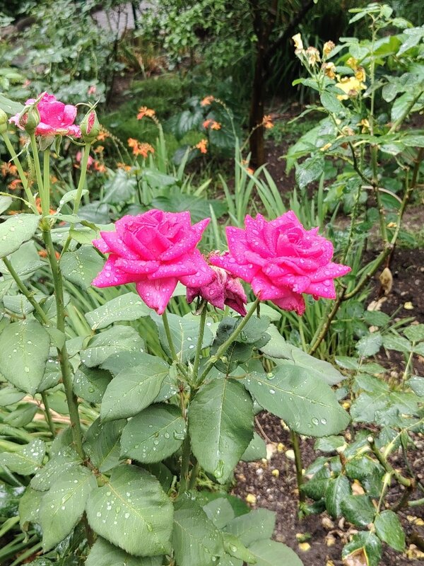 Две розочки - Евгений Васильев