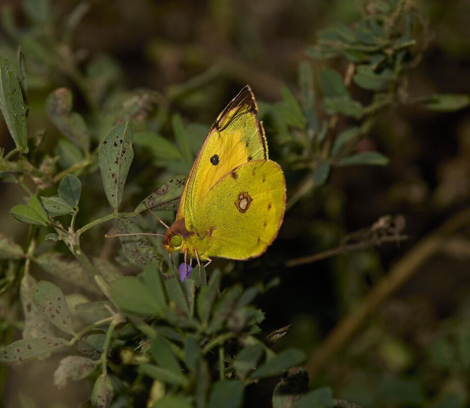 Желтушка луговая - Александр Посошенко