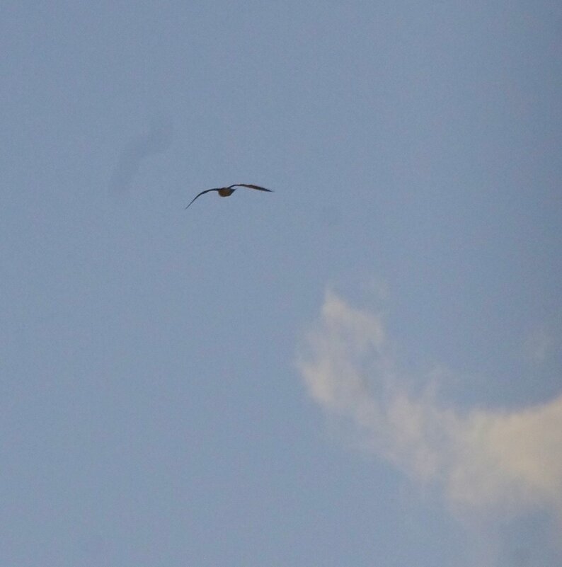 Хоть, чайку сниму... с облаком. - Юрий Куликов