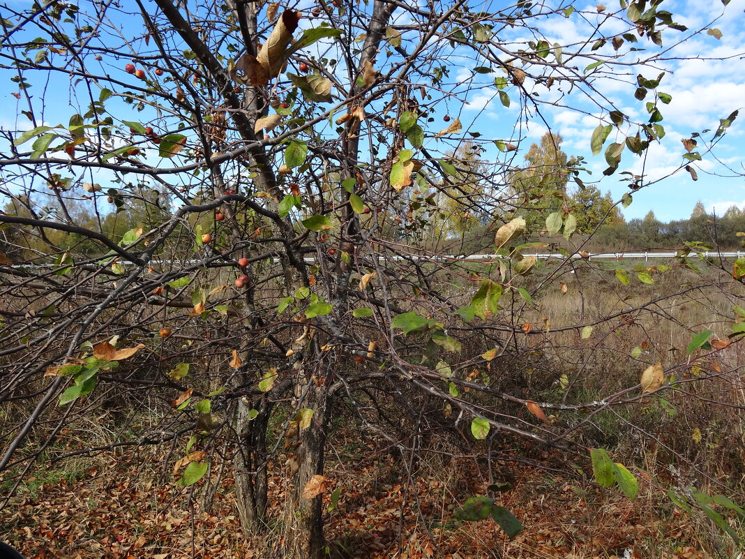 ОСЕННЯЯ ПОРА - СЕРГЕЙ ФИЛОЧКИН