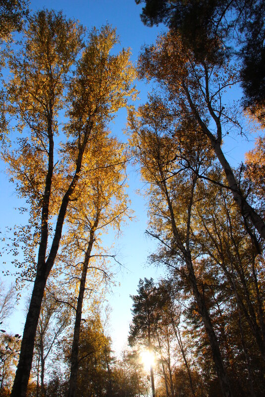 Вечер в лесу - Владимир Помазан
