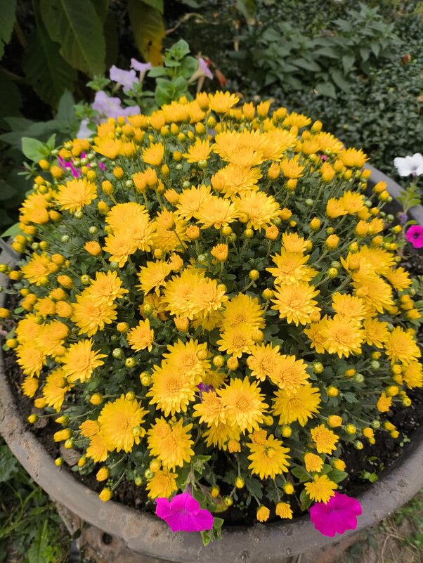 Курск. В саду у дома - Ирэн Курск. В саду у дома - Ирэн