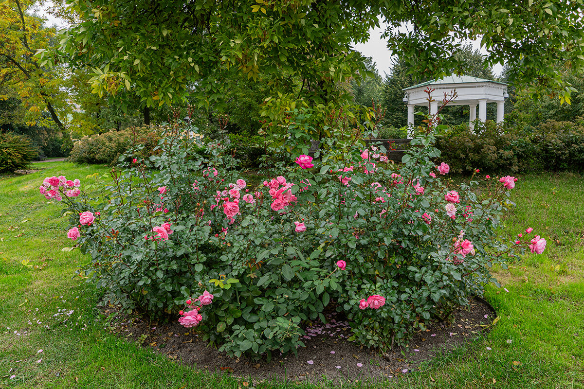 В Польском саду - Ирина Соловьёва В Польском саду - Ирина Соловьёва