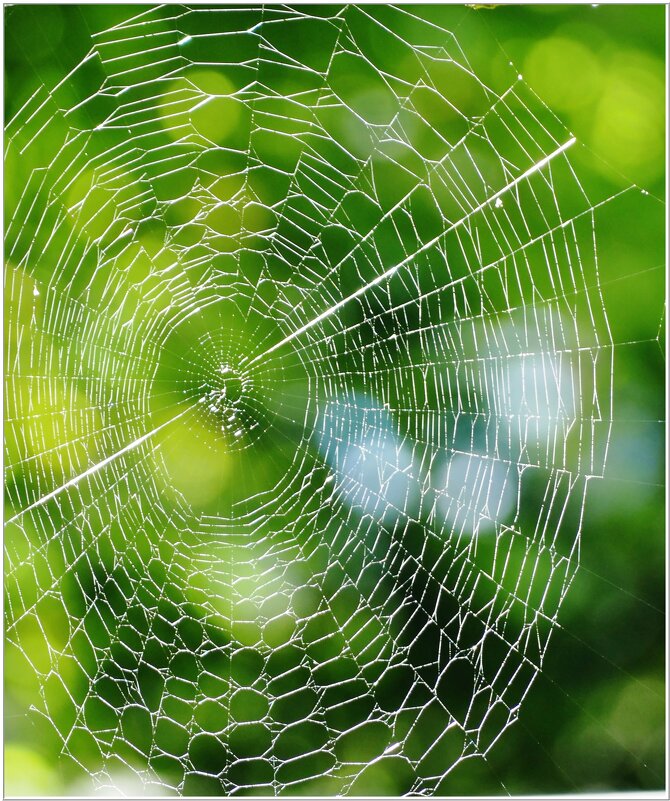 ПАУТИНА... - Elvira E. 