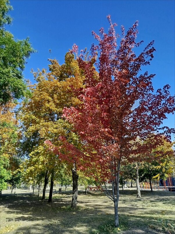 Первый шаг в осень! - Надежда 
