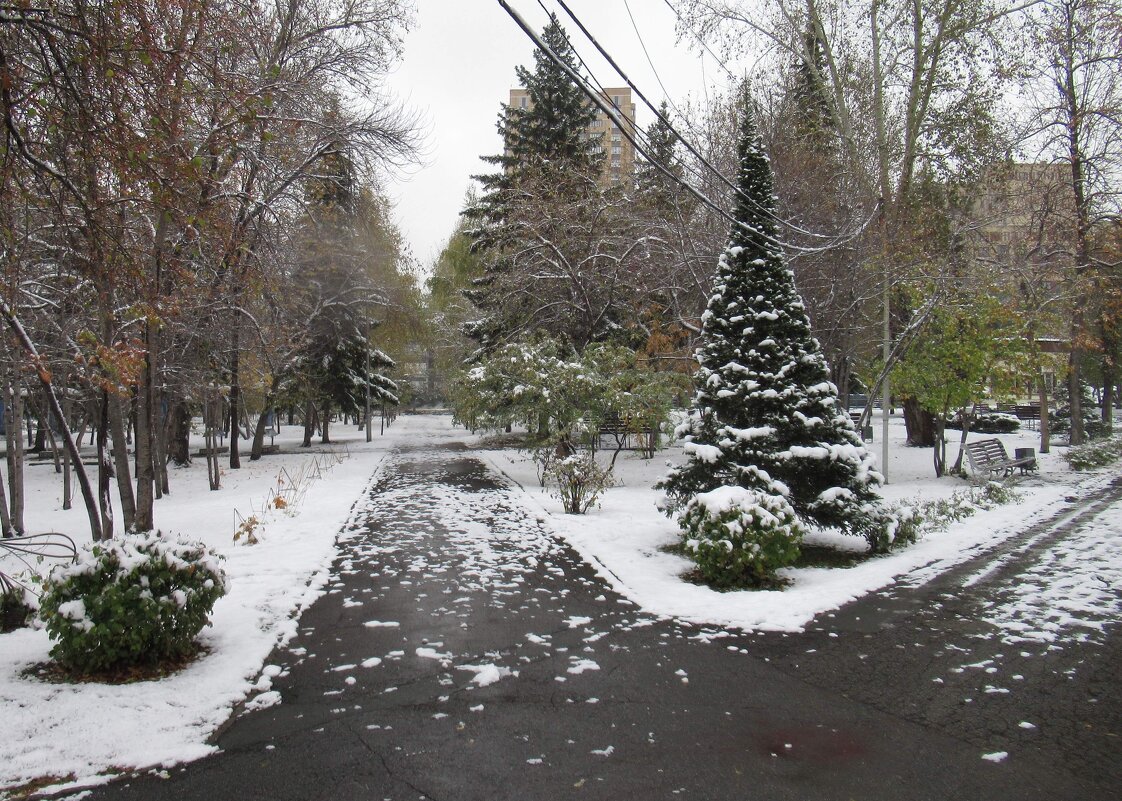 Ёлки в парке - Андрей Макурин