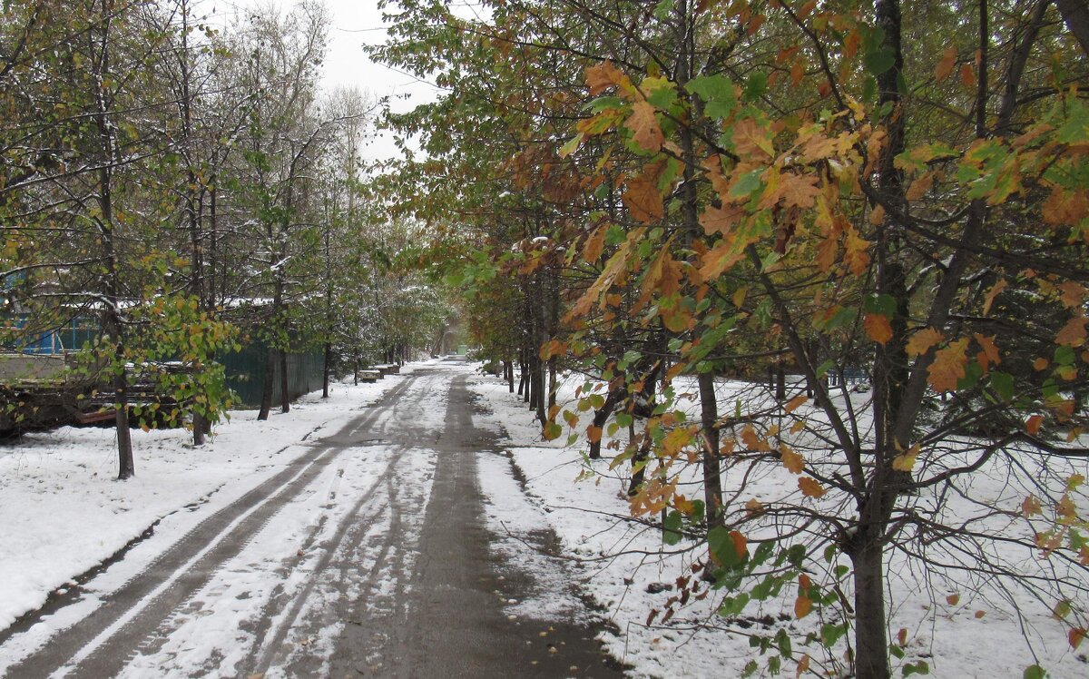 Дорога через парк - Андрей Макурин