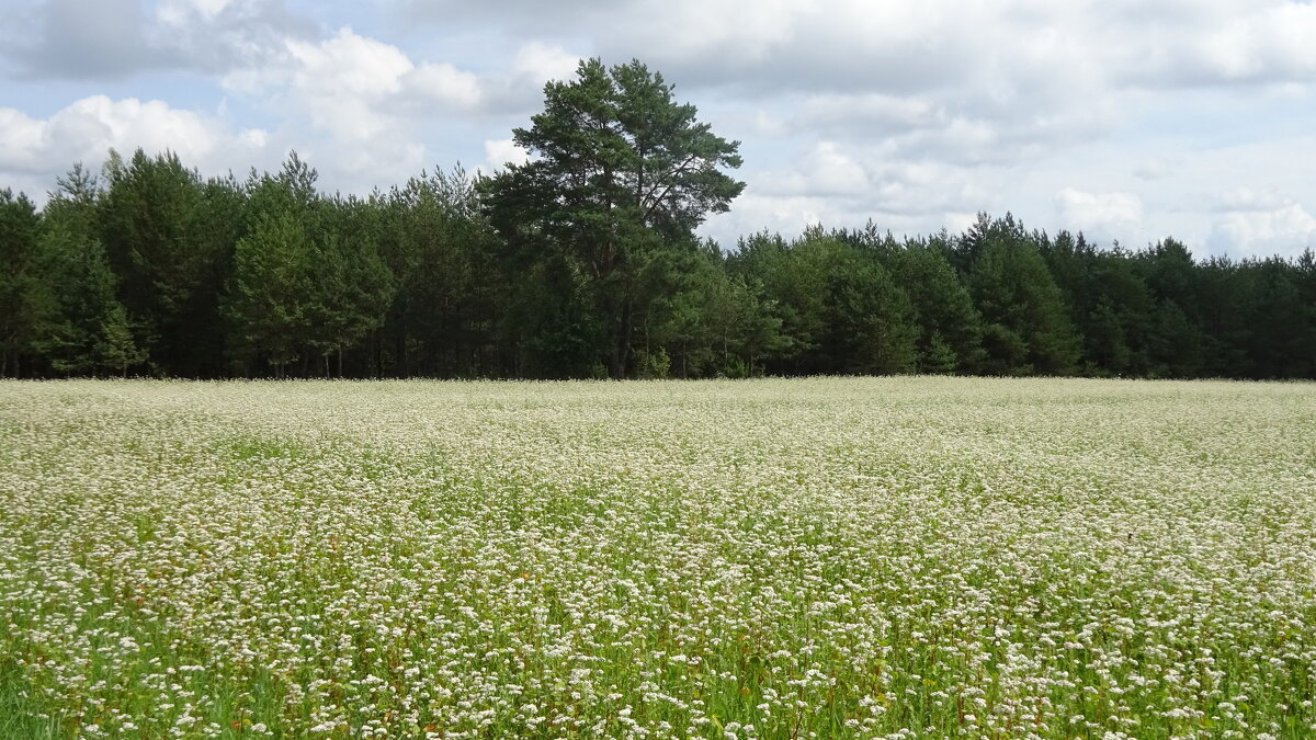 Гречка - rimgis 