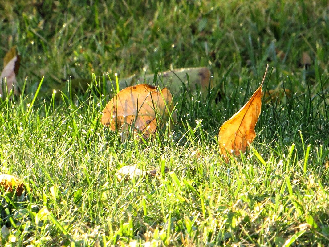 *** - Лариса С.