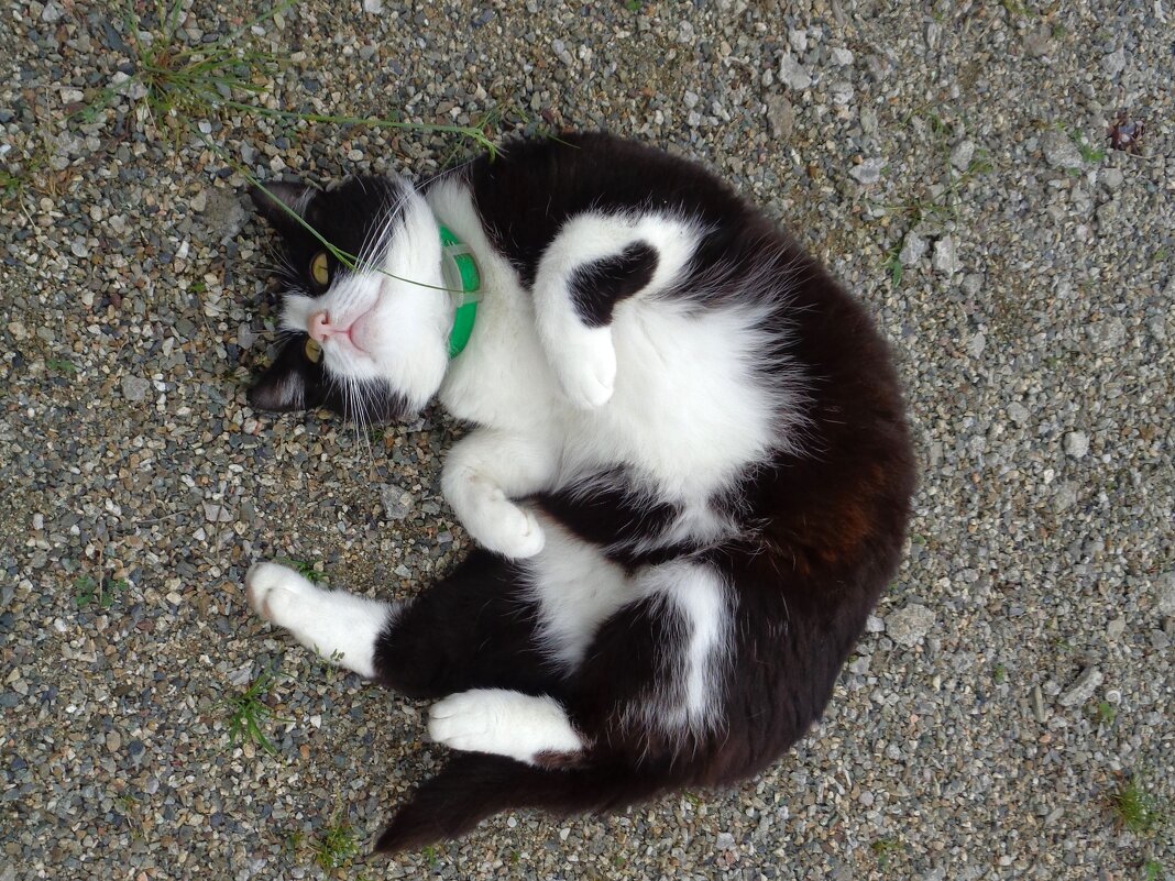 котик - Наталья 