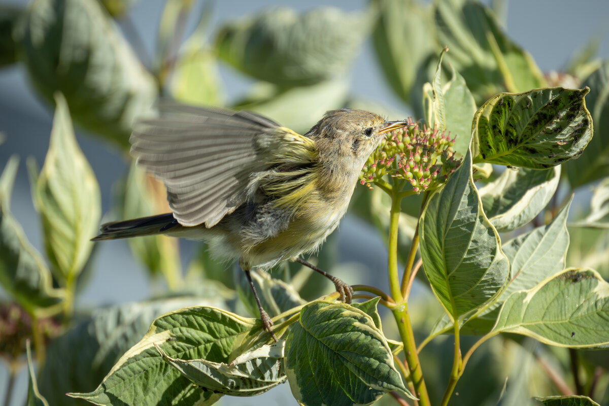 Пеночка-теньковка - Сергей Брюшинин