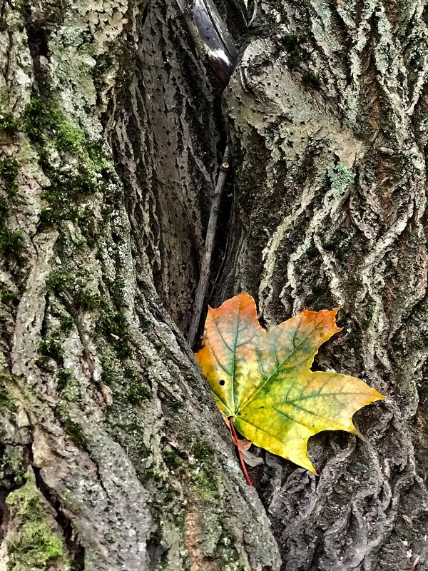 Прилёг и прилепился… - Любовь 