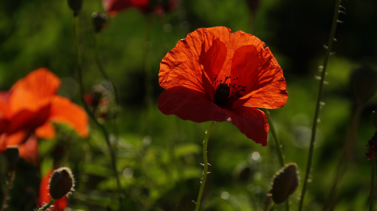 Маки - Ninell Nikitina