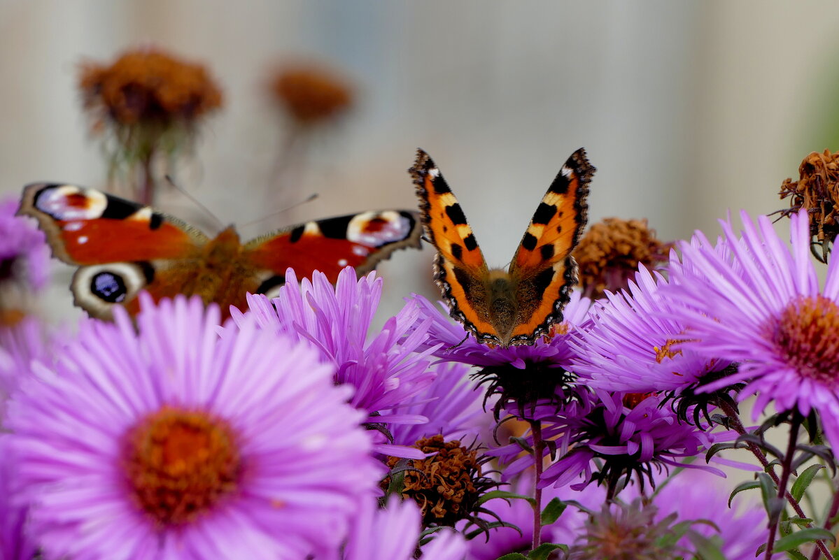 бабочки, снятые вчера 1 - Александр Прокудин