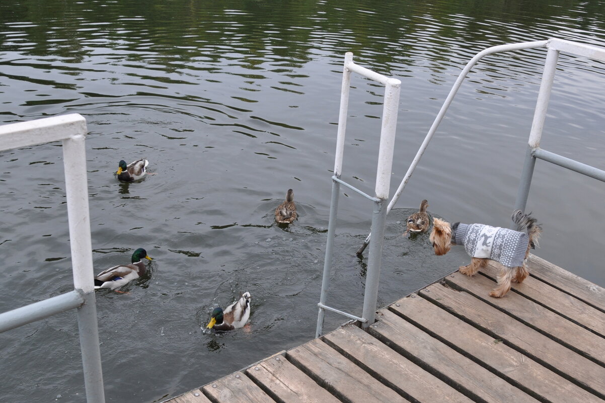 Лаял, лаял, но так и не решился нырнуть - Татьяна Машошина Лаял, лаял, но так и не решился нырнуть - Татьяна Машошина