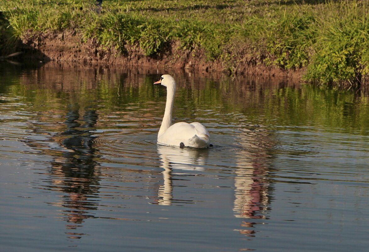 Прогулка - Тамара Вебер