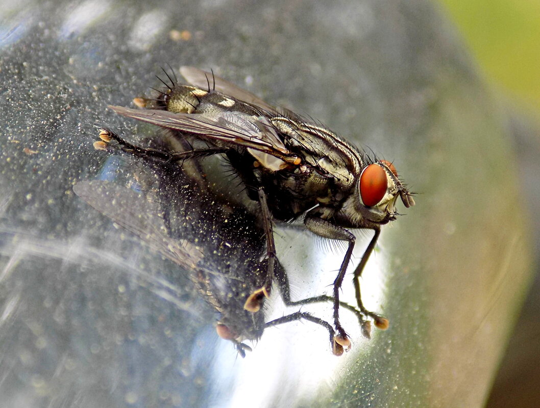 Муха и её отражение ) - Константин Штарк