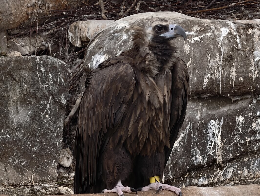 Черный гриф - <<< Наташа >>>