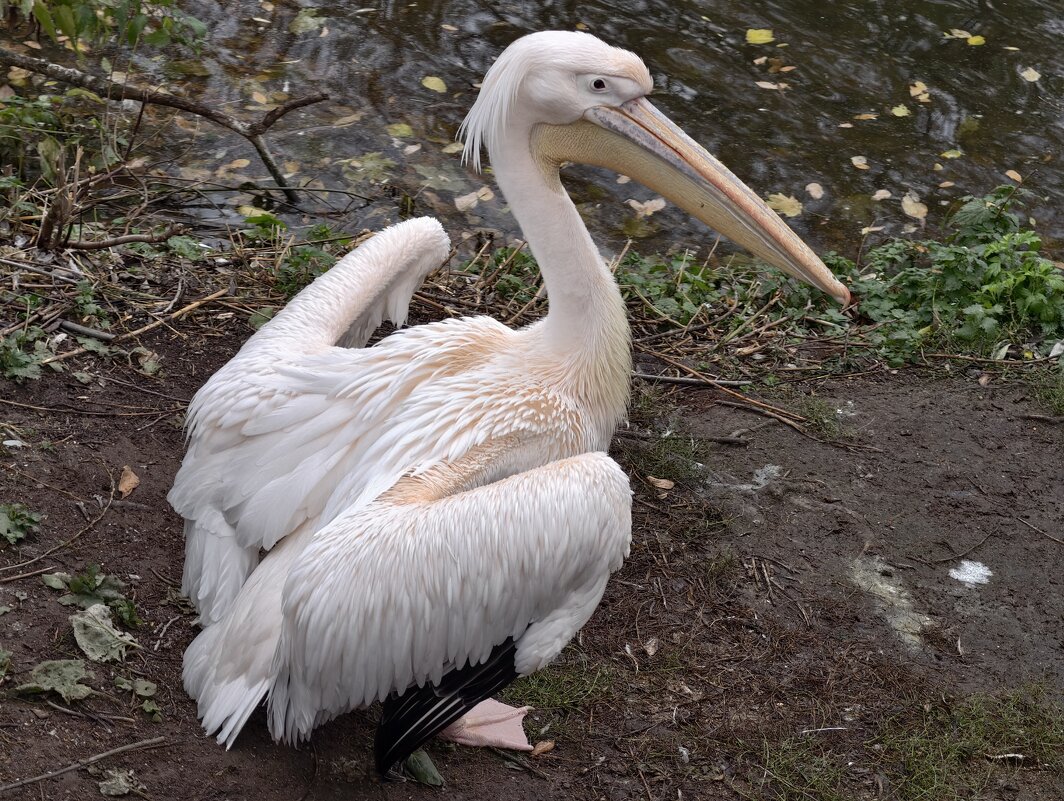 Пеликан - <<< Наташа >>> Пеликан - <<< Наташа >>>