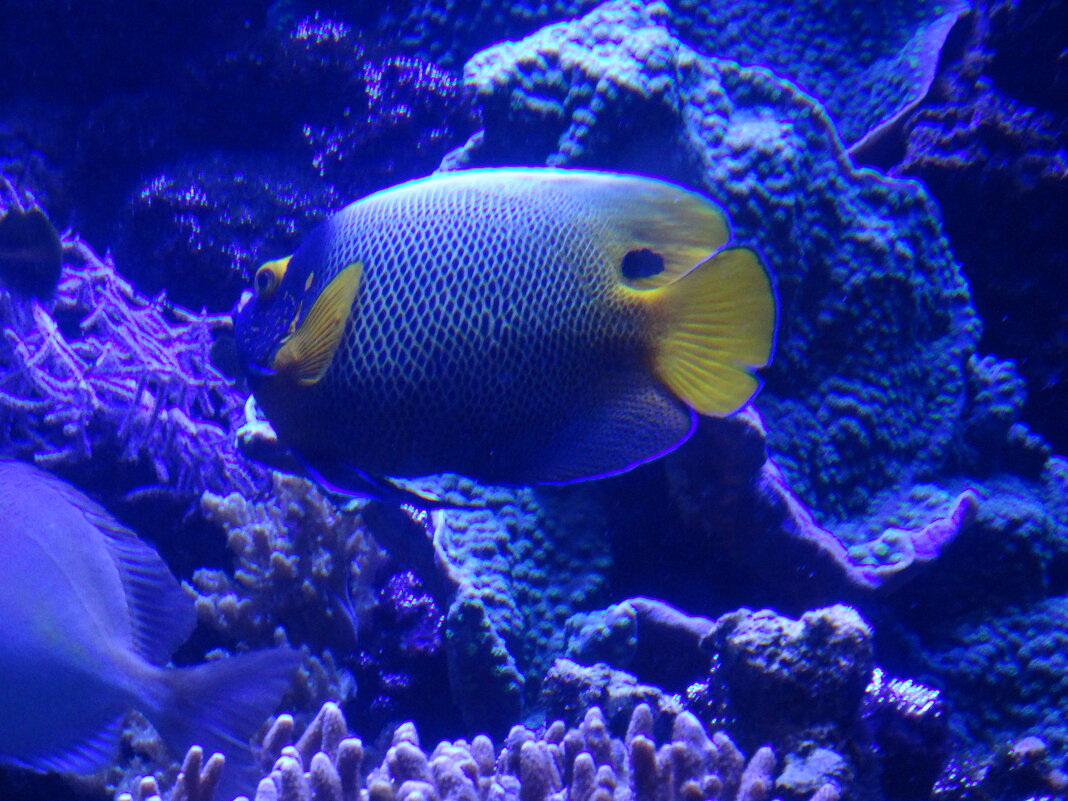 Ангел синеголовый (ксантометопон) / Pomacanthus xanthometopon - Лидия Бусурина