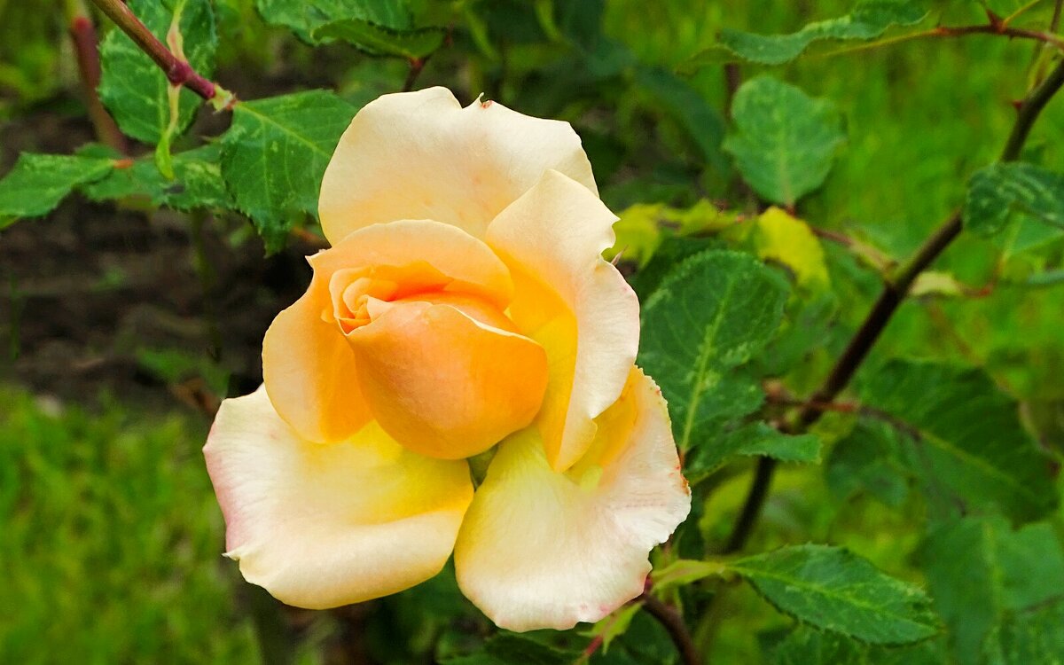 Городские розы в октябре. - Милешкин Владимир Алексеевич 