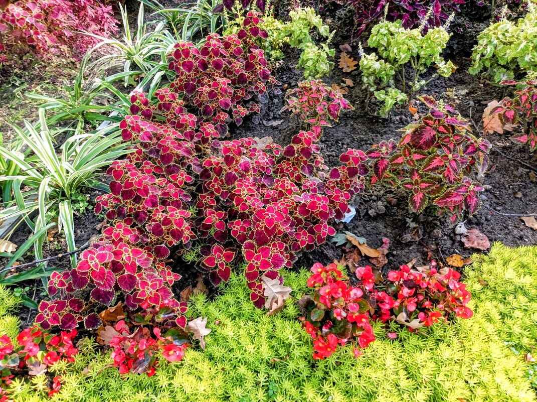 Колеусы - Veera V Колеусы - Veera V