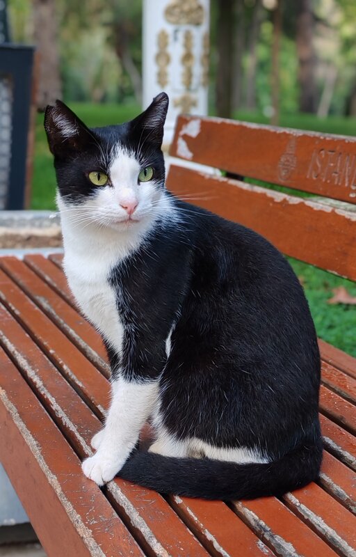 Стамбульский кот - Ильдар 