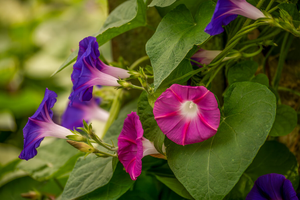 ипомея - Игорь Сикорский