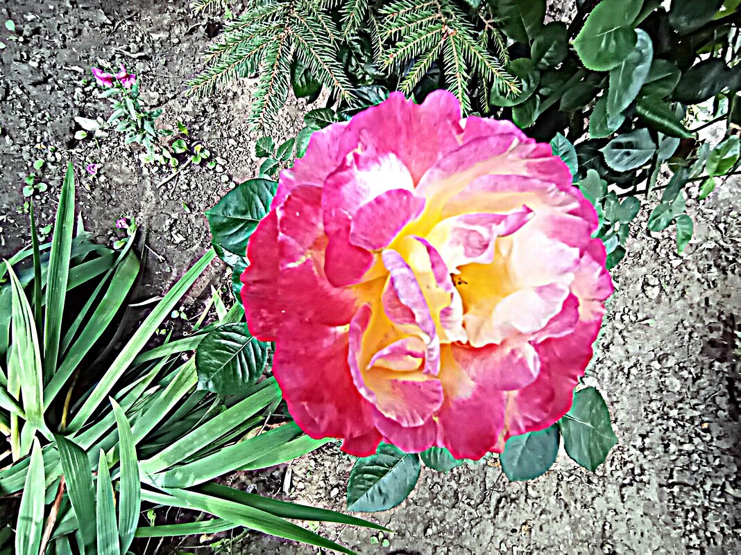 Цветы. - Владимир Драгунский