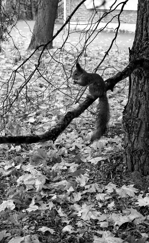 На ветке - Лариса Корж