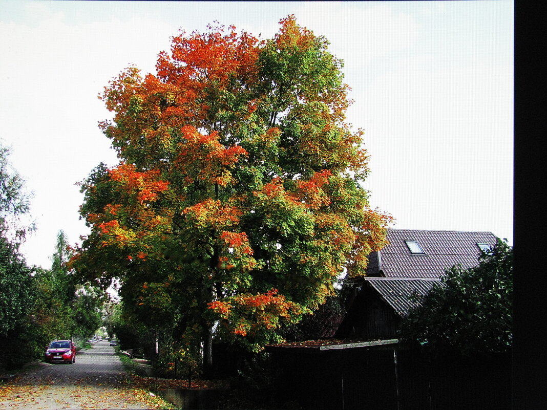 Осень на моей улице - Людмила Смородинская Осень на моей улице - Людмила Смородинская