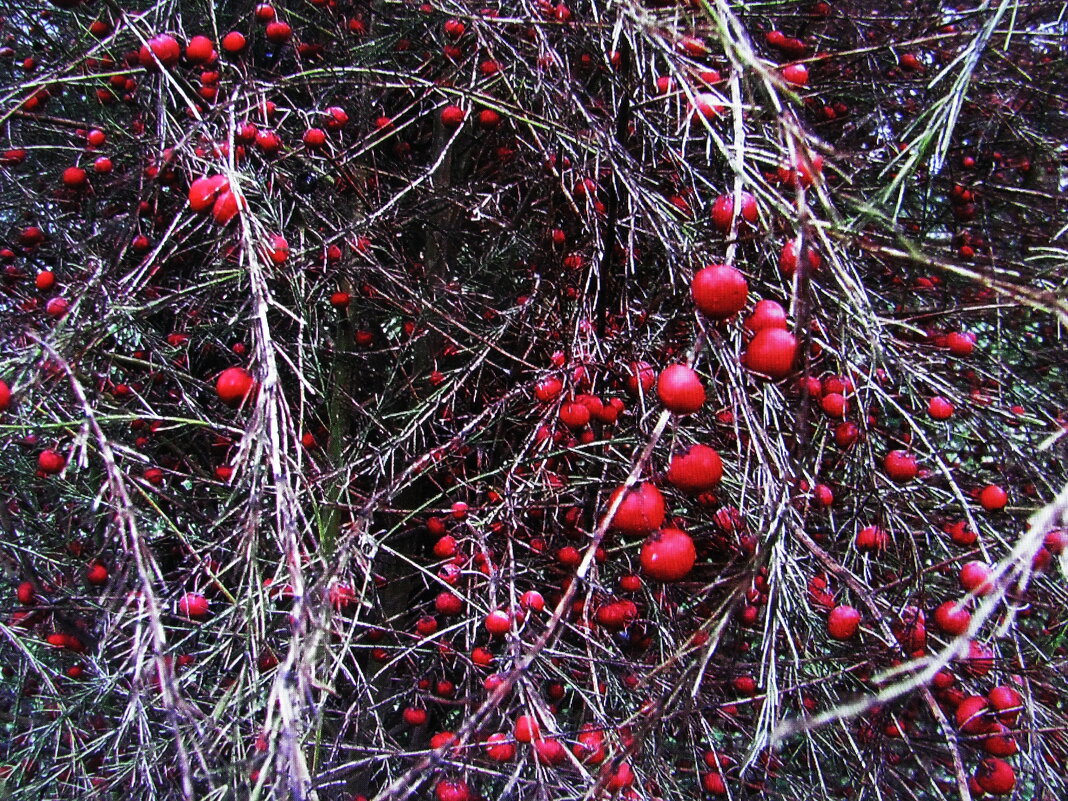 Осенняя спаржа - Людмила Смородинская