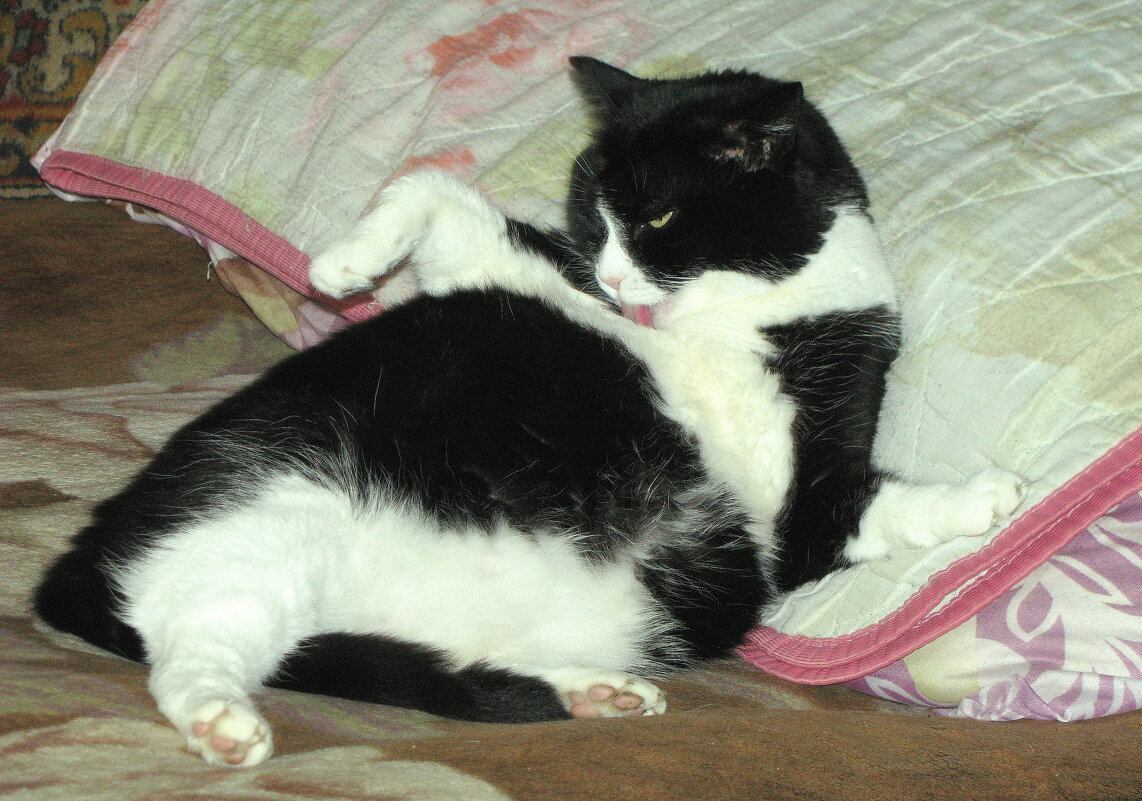 Отмывается после прогулки - Людмила Смородинская Отмывается после прогулки - Людмила Смородинская