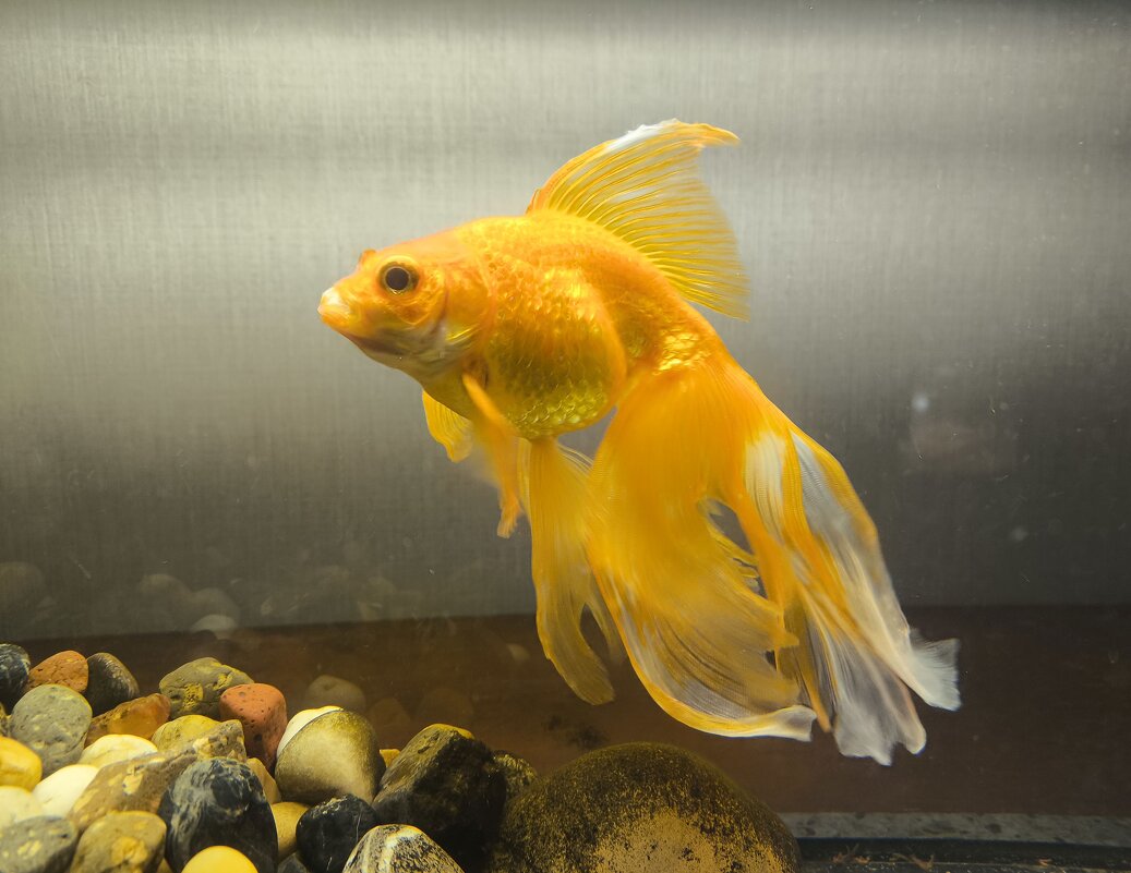 Боцман - Anna Ivanova