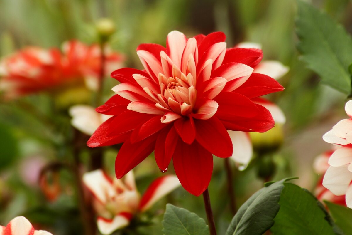 Доброе утро - Юрий. Шмаков