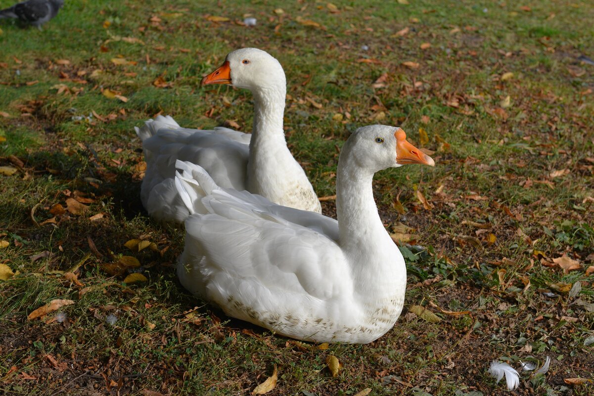 Гуси - Константин Анисимов