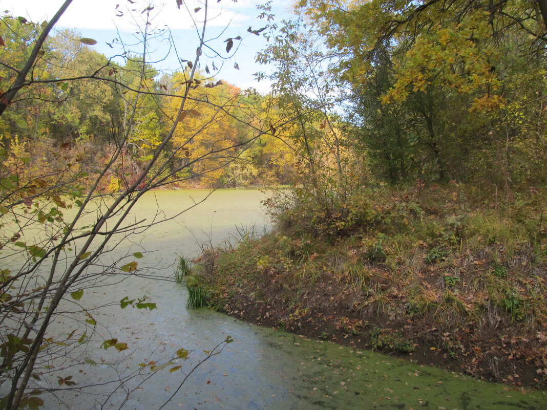 этюд на тему октября - Елена Шаламова этюд на тему октября - Елена Шаламова