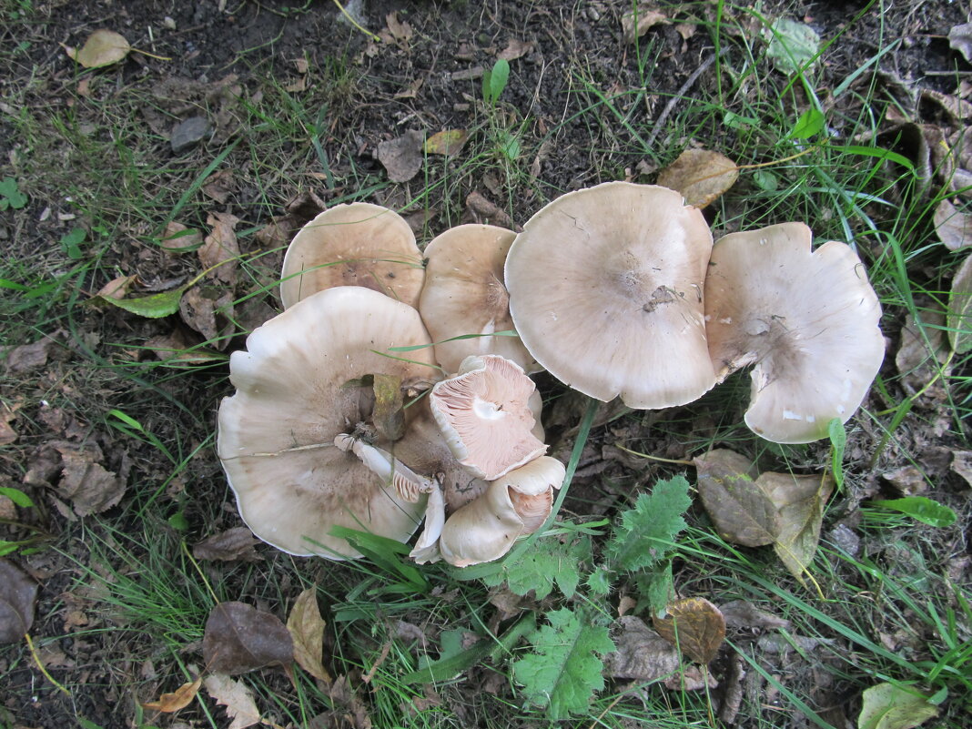 городские грибы - Елена Шаламова