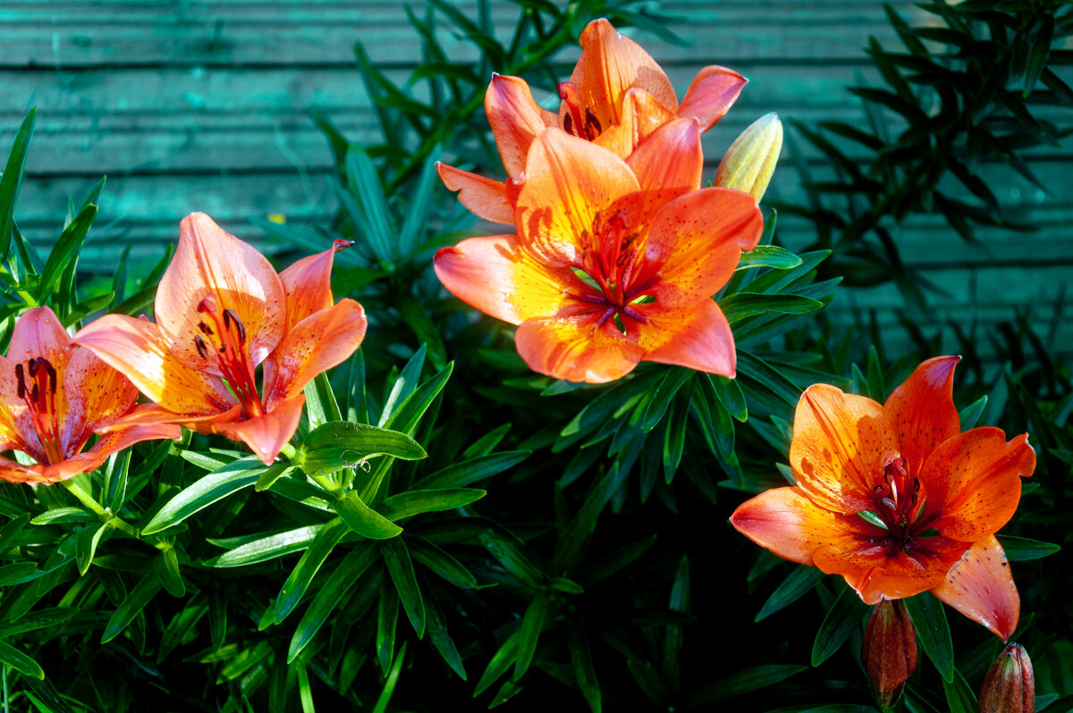 Лилии - Александр Силинский