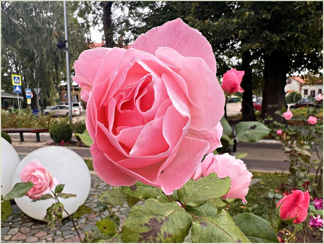 Октябрьская. - Валерия Комова