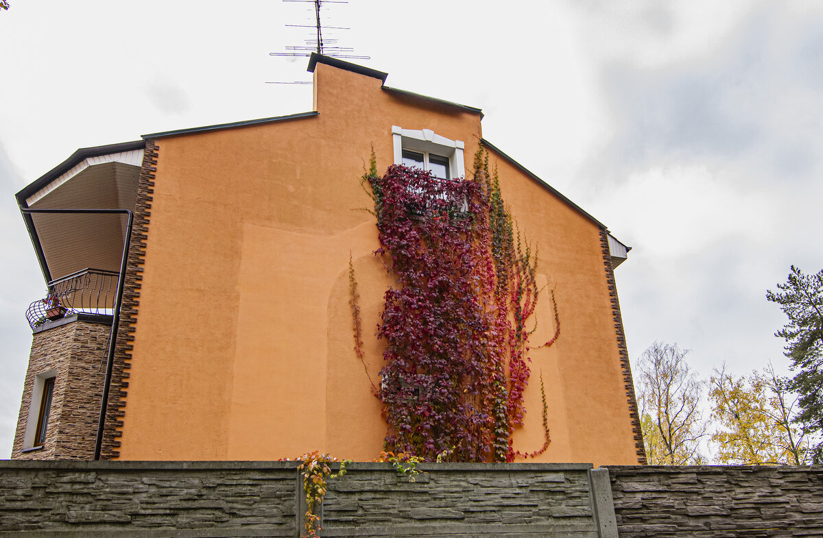 Дикий виноград. - Петр Беляков