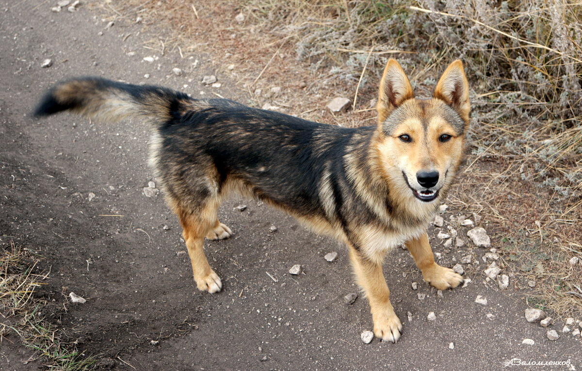 Пошли гулять скорее! :-) - Андрей Заломленков Пошли гулять скорее! :-) - Андрей Заломленков