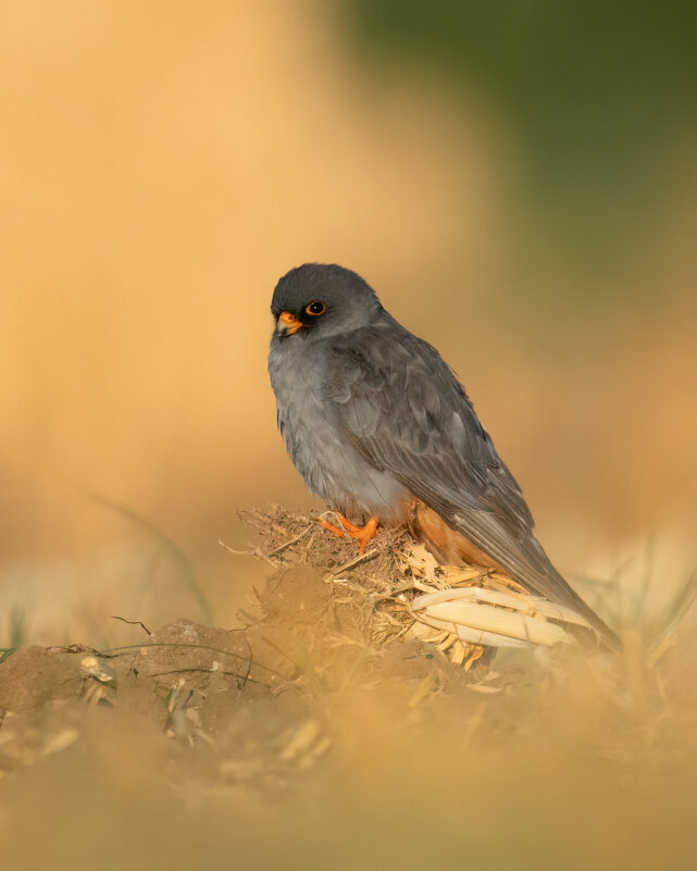 *** - Евгений Фруман