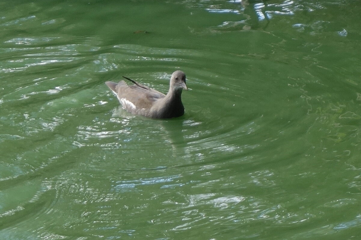 Камышница - Рита Симонова