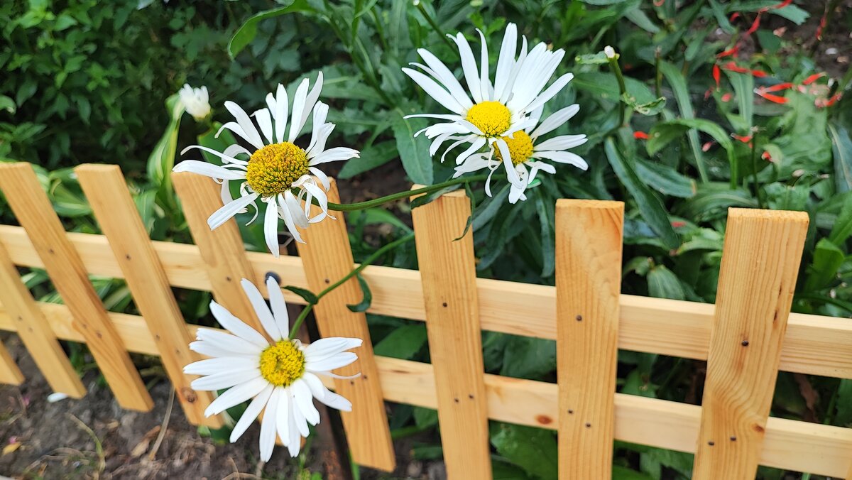 ,,, - Сергей Тимоновский