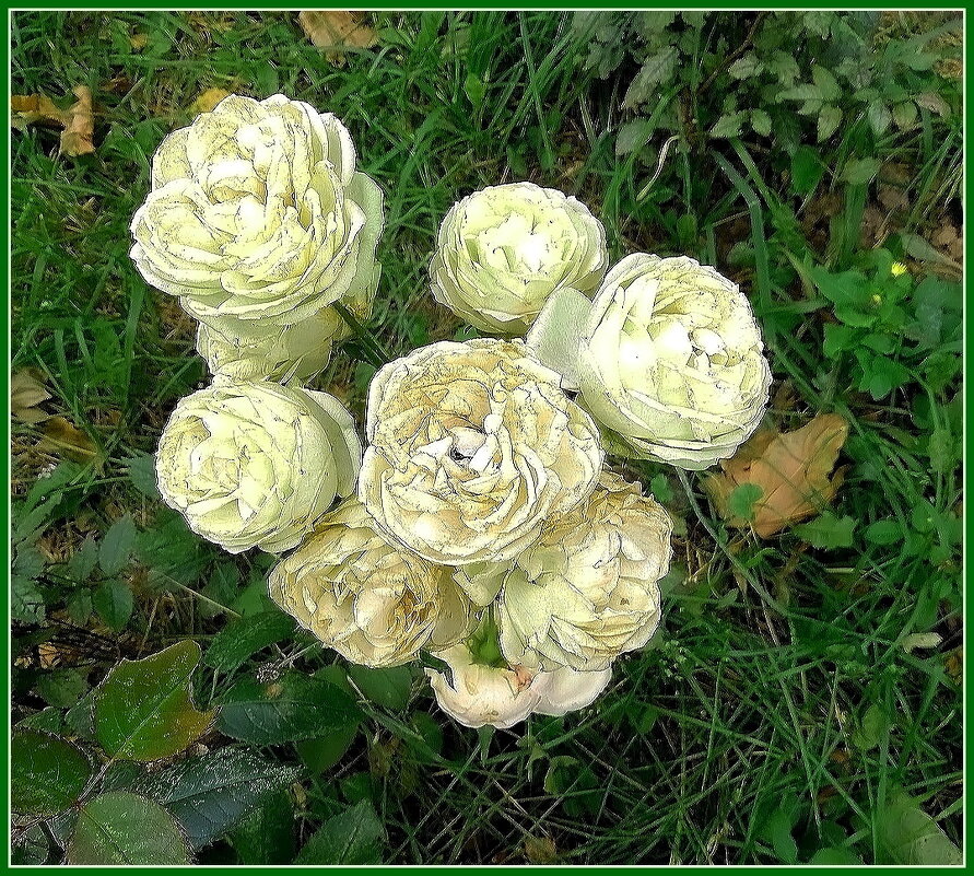 Нежность осени - Ольга Довженко