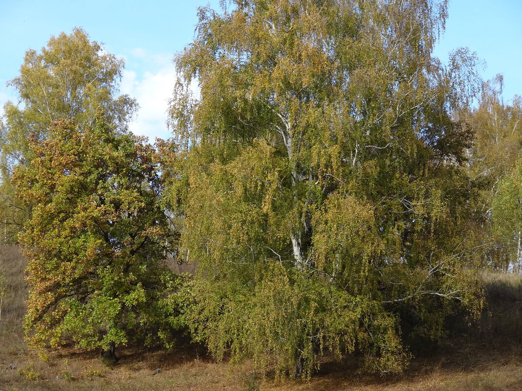 ОСЕННИЙ ЛЕС - СЕРГЕЙ ФИЛОЧКИН